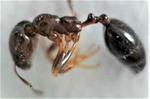 Réf. 229 437 : Trichomyrmex sp.